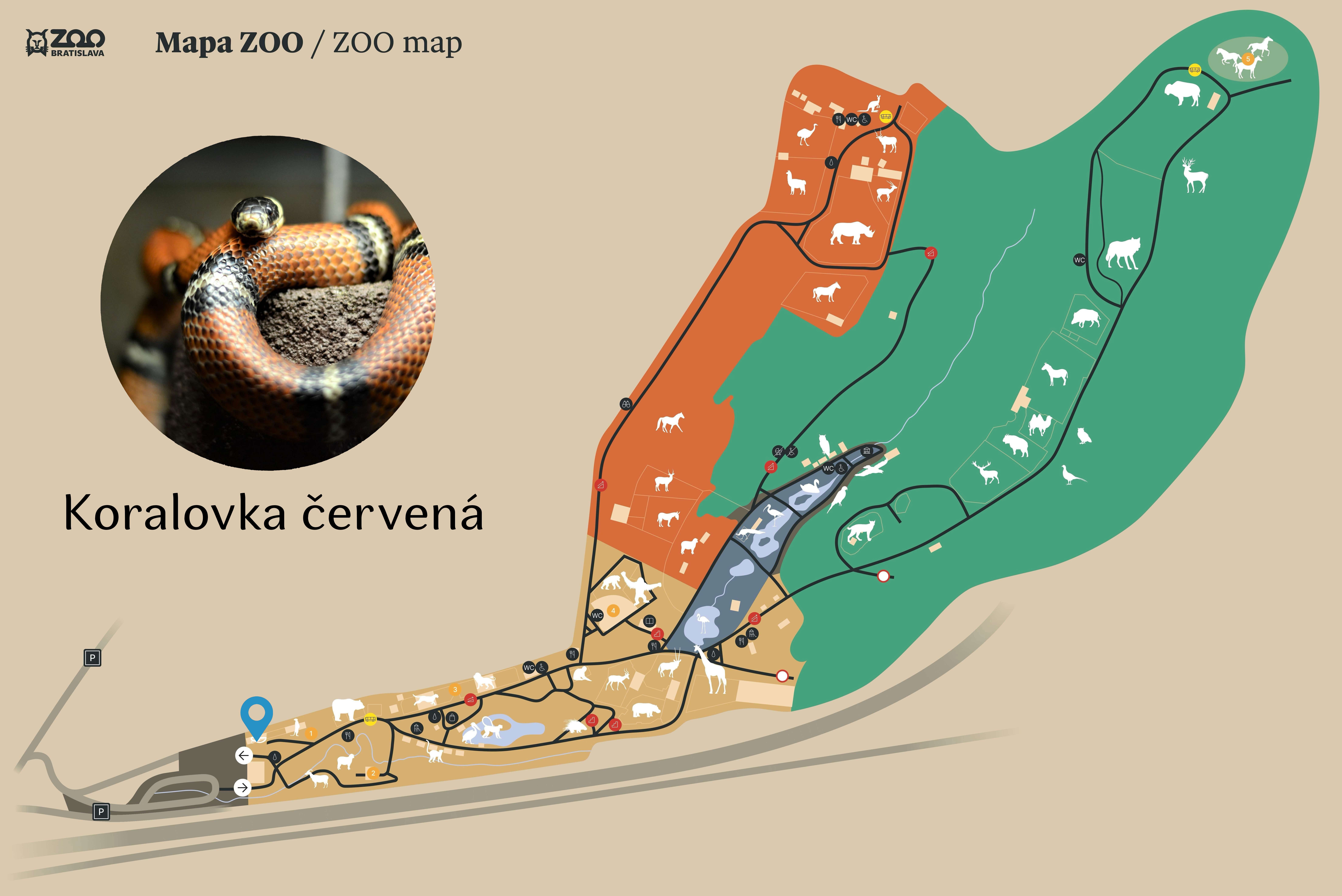 ZOO Sinaloan milksnake  Exhibition