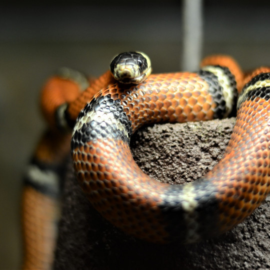 Sinaloan milksnake 