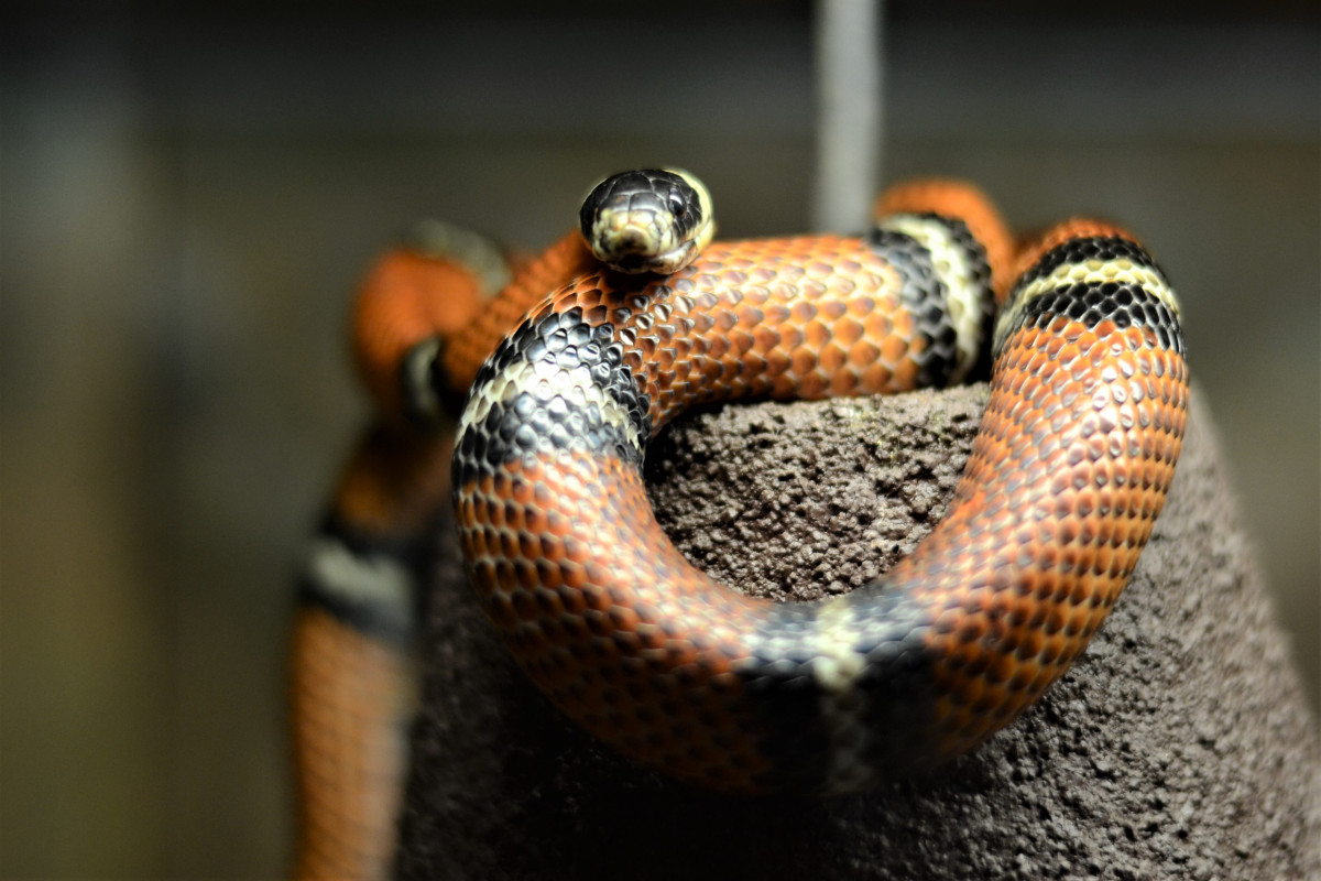 Sinaloan milksnake 