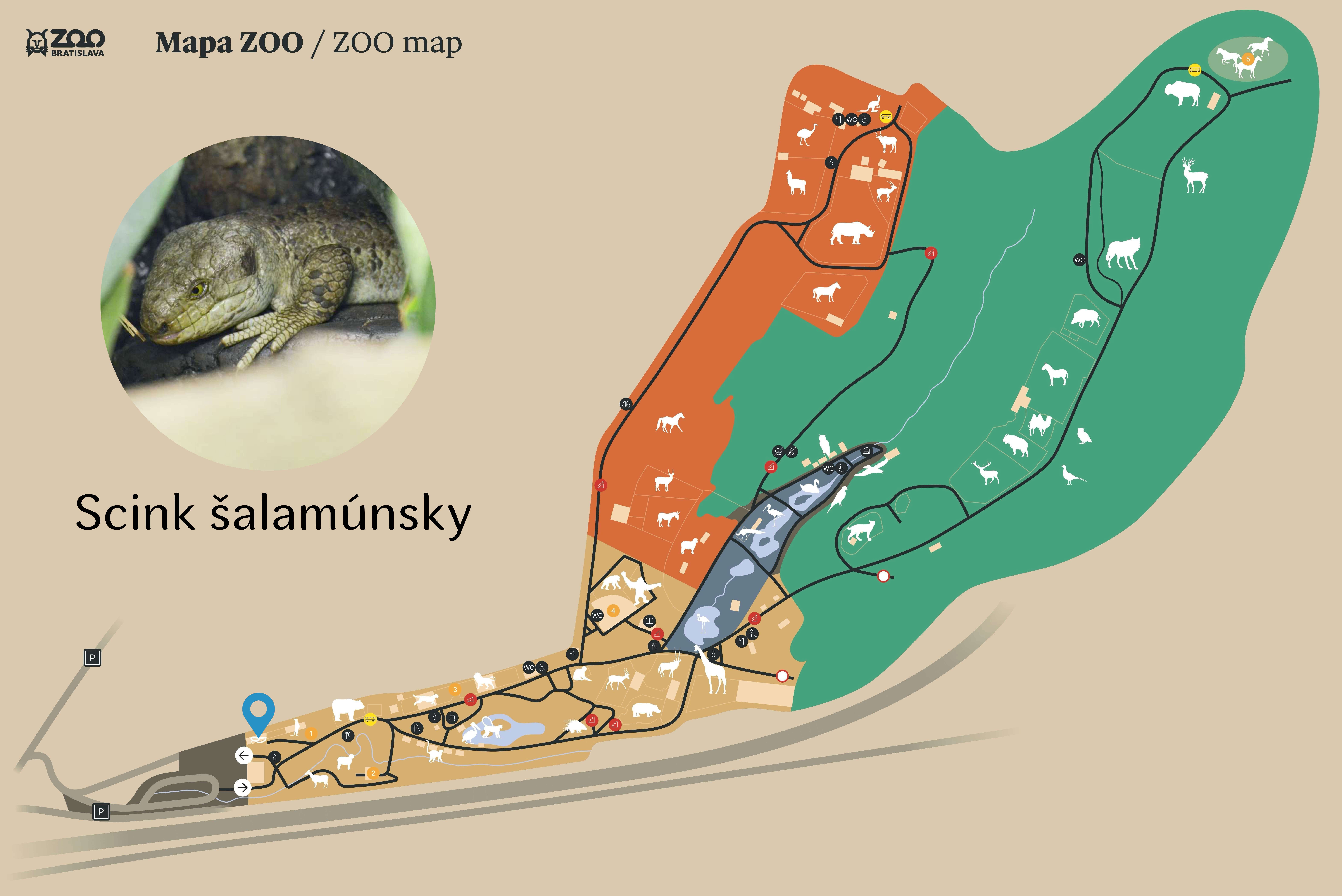 ZOO Solomon Islands skink Exhibition