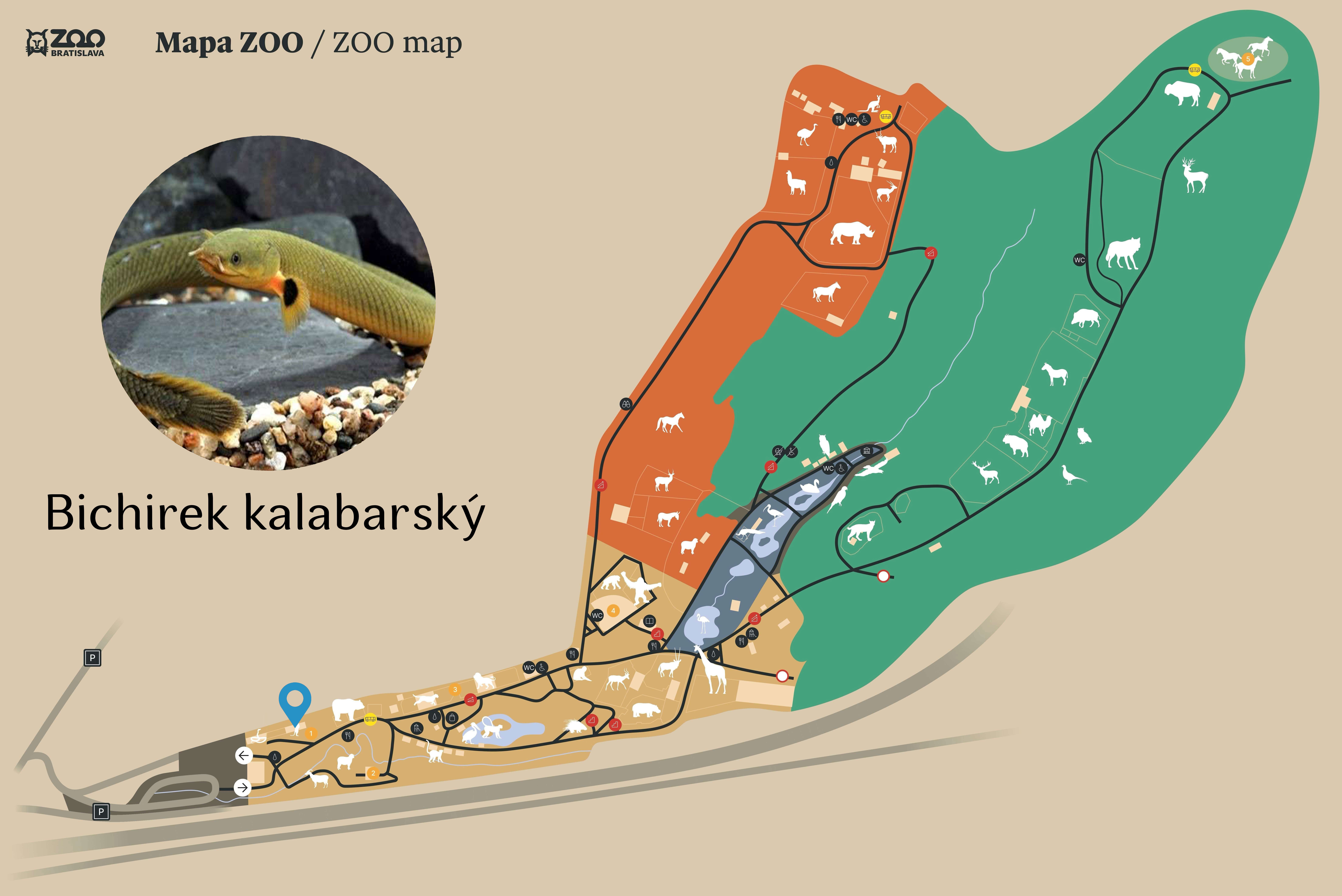 ZOO Bichirek kalabarský Exhibition
