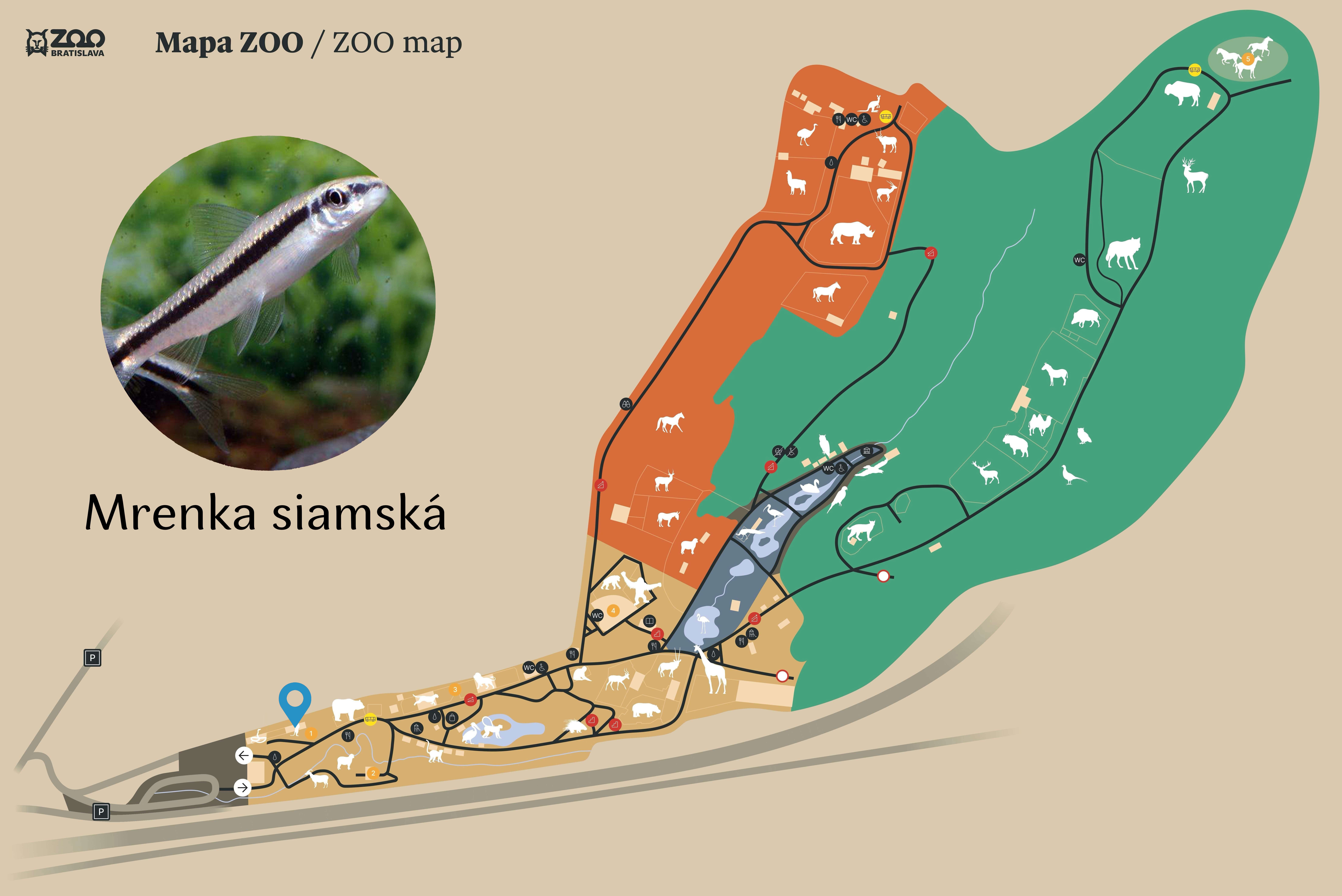 ZOO Mrenka siamská Exhibition
