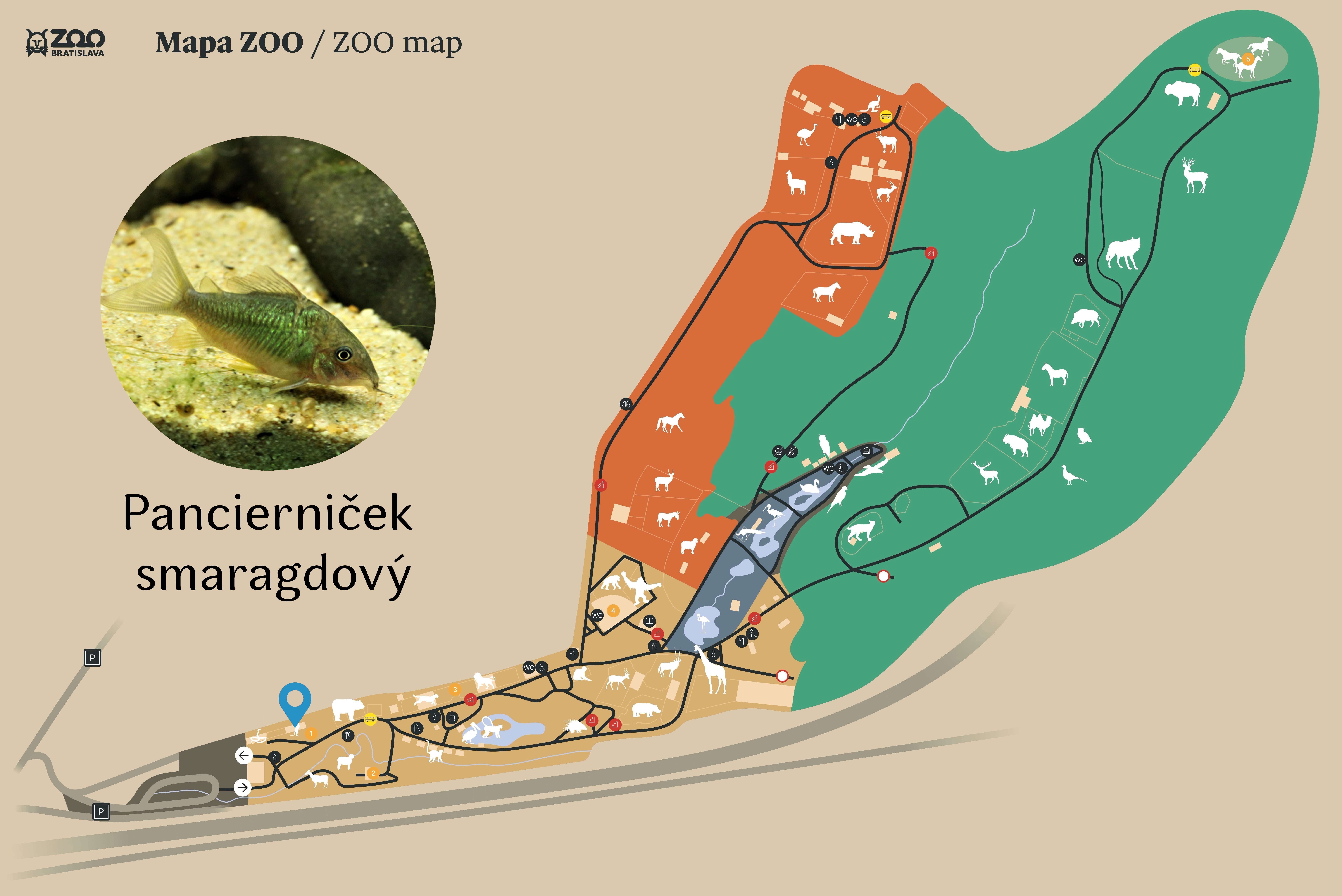 ZOO Pancierniček smaragdový Exhibition