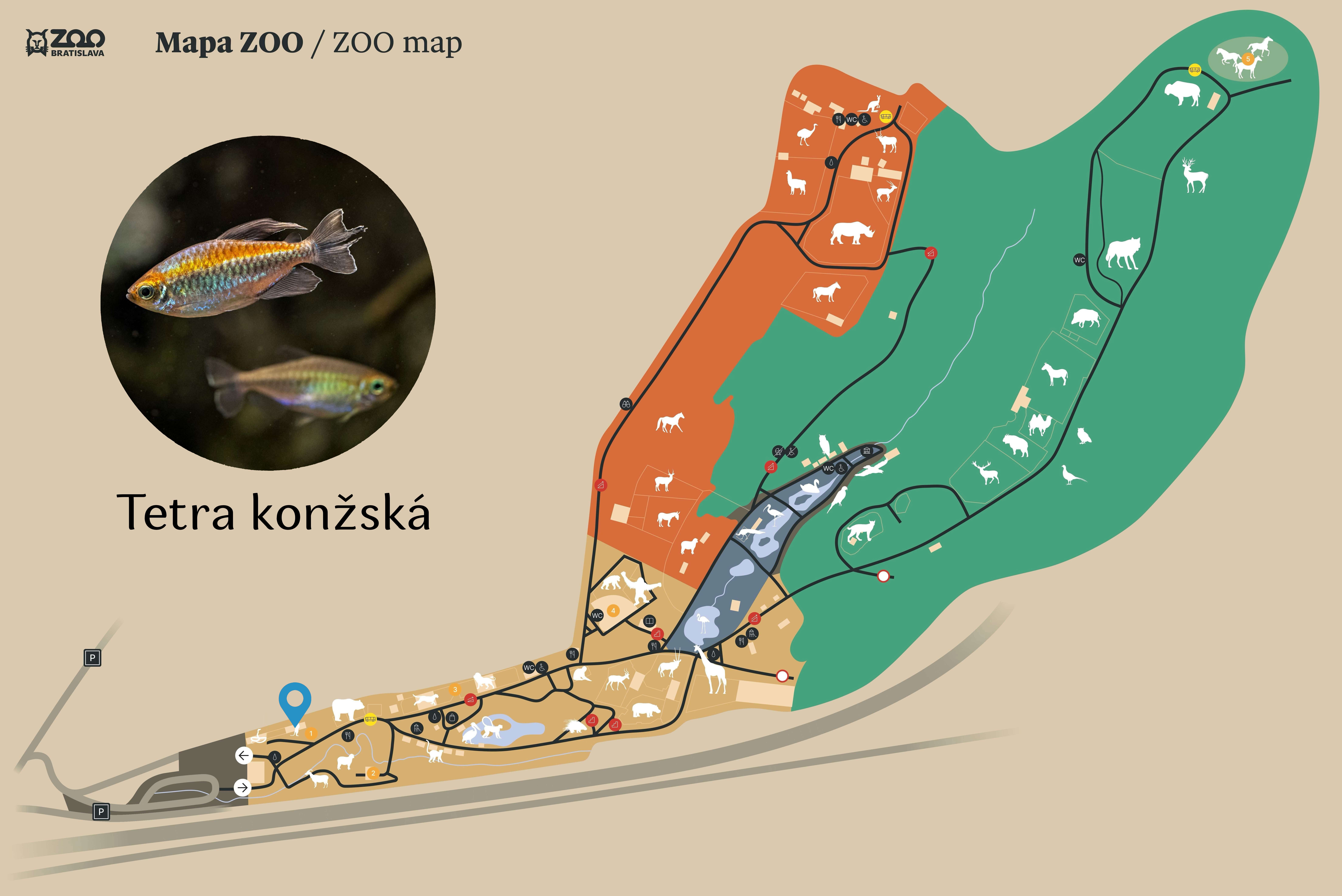ZOO Tetra konžská Exhibition