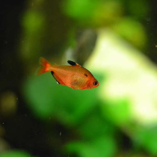 Tetra krvavá