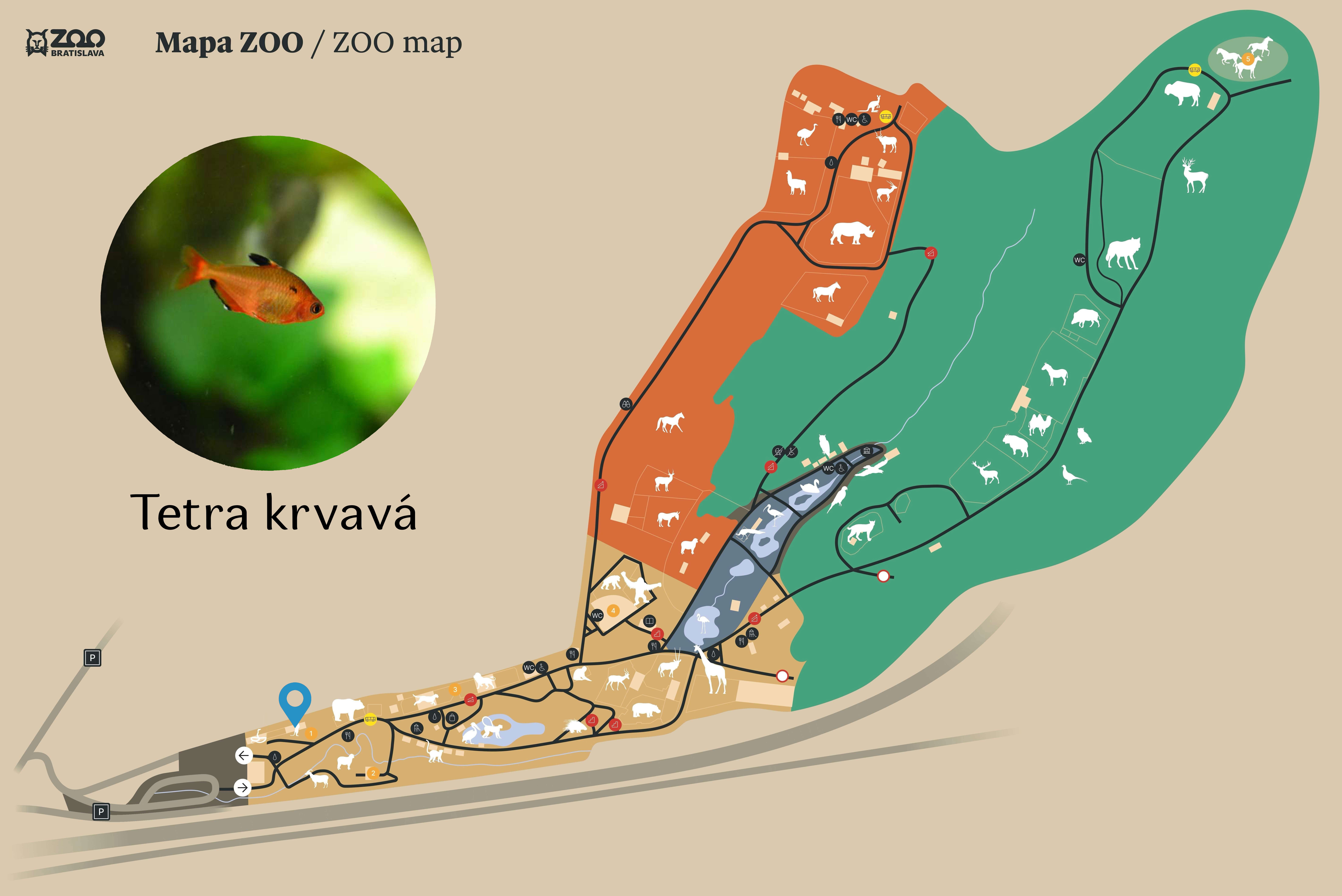 Poloha Tetra krvavá v ZOO