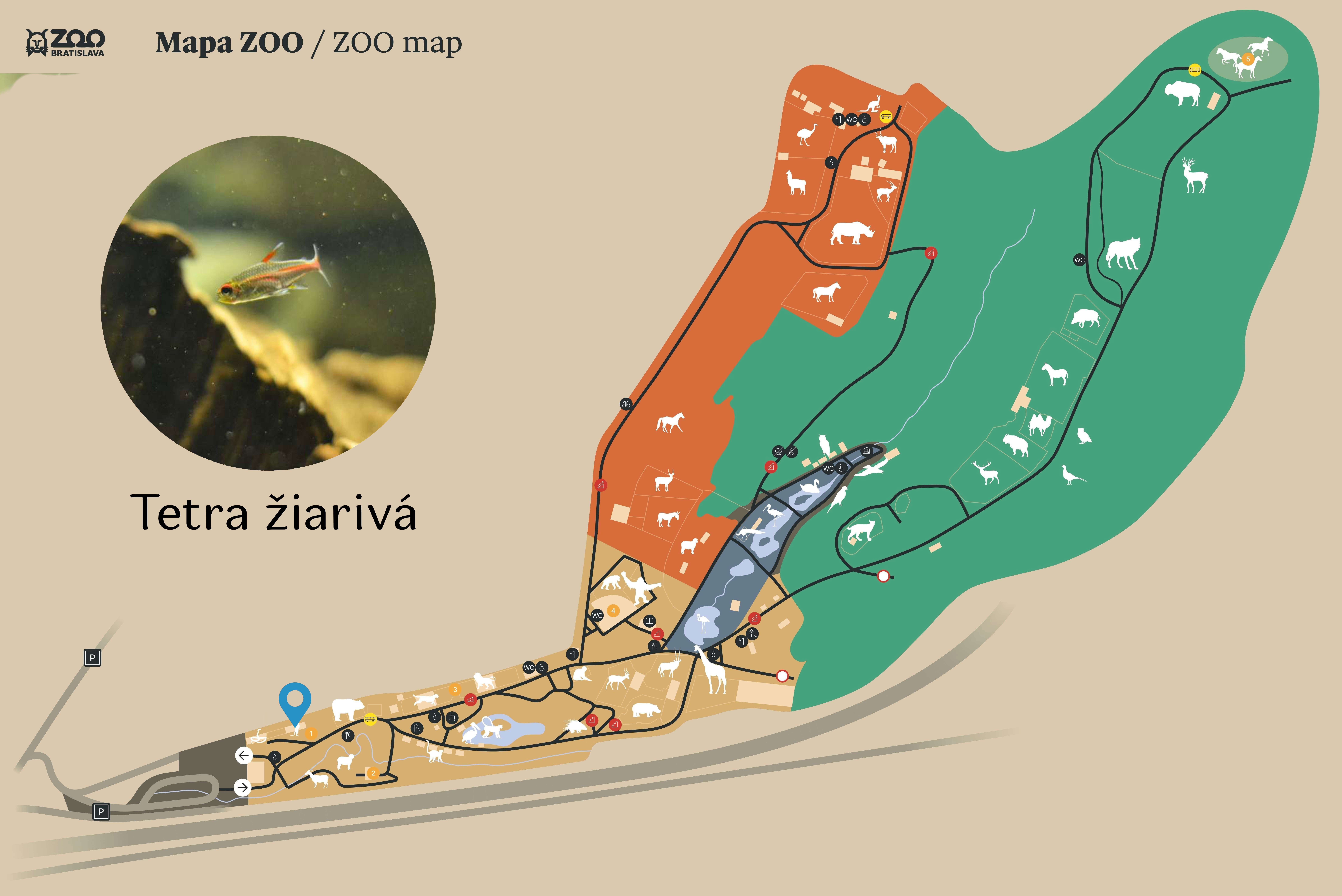 Poloha Tetra žiarivá v ZOO