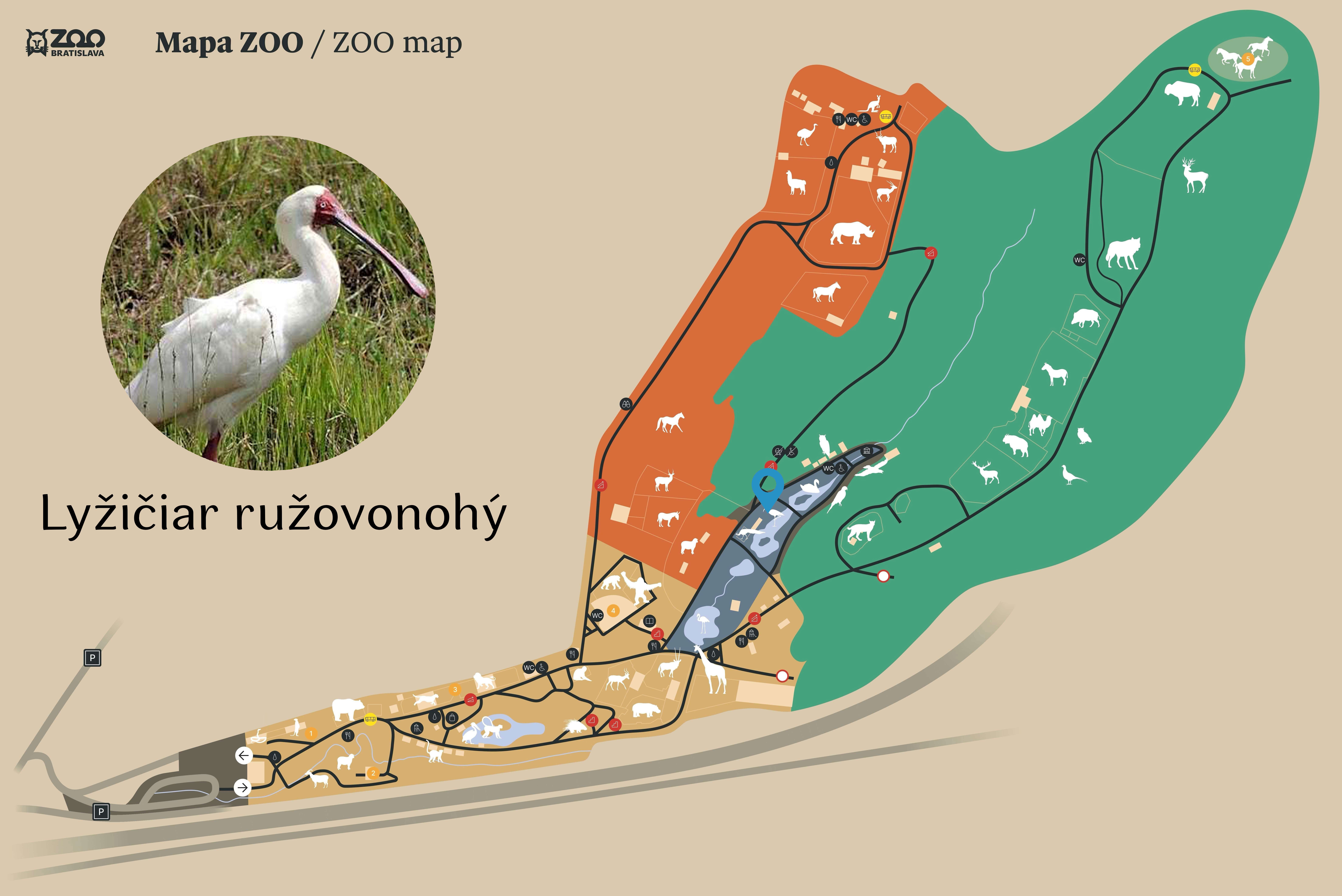ZOO African spoonbill Exhibition