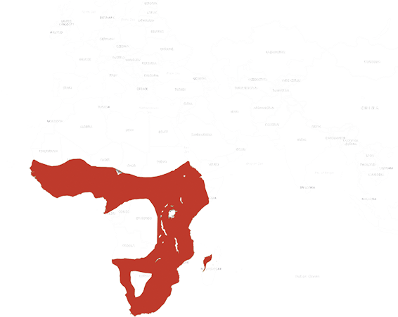 Location African spoonbill