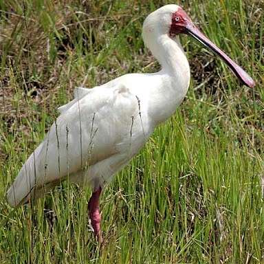 African spoonbill
