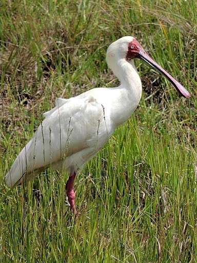 African spoonbill