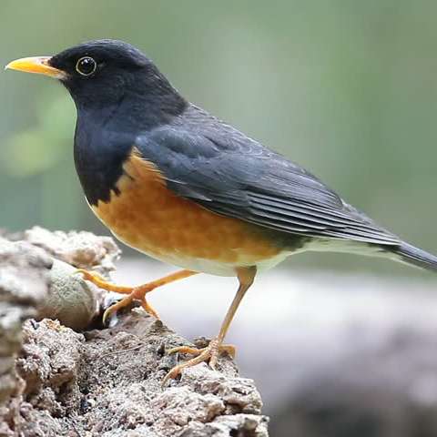 Black-breasted thrush