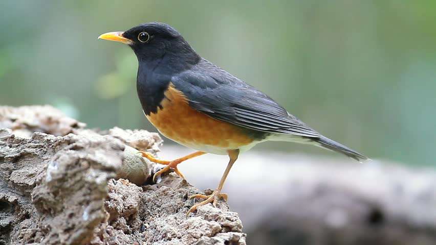 Black-breasted thrush