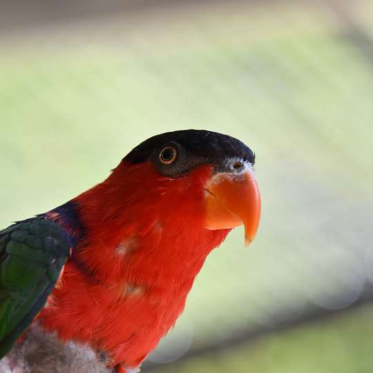 Black-capped lory