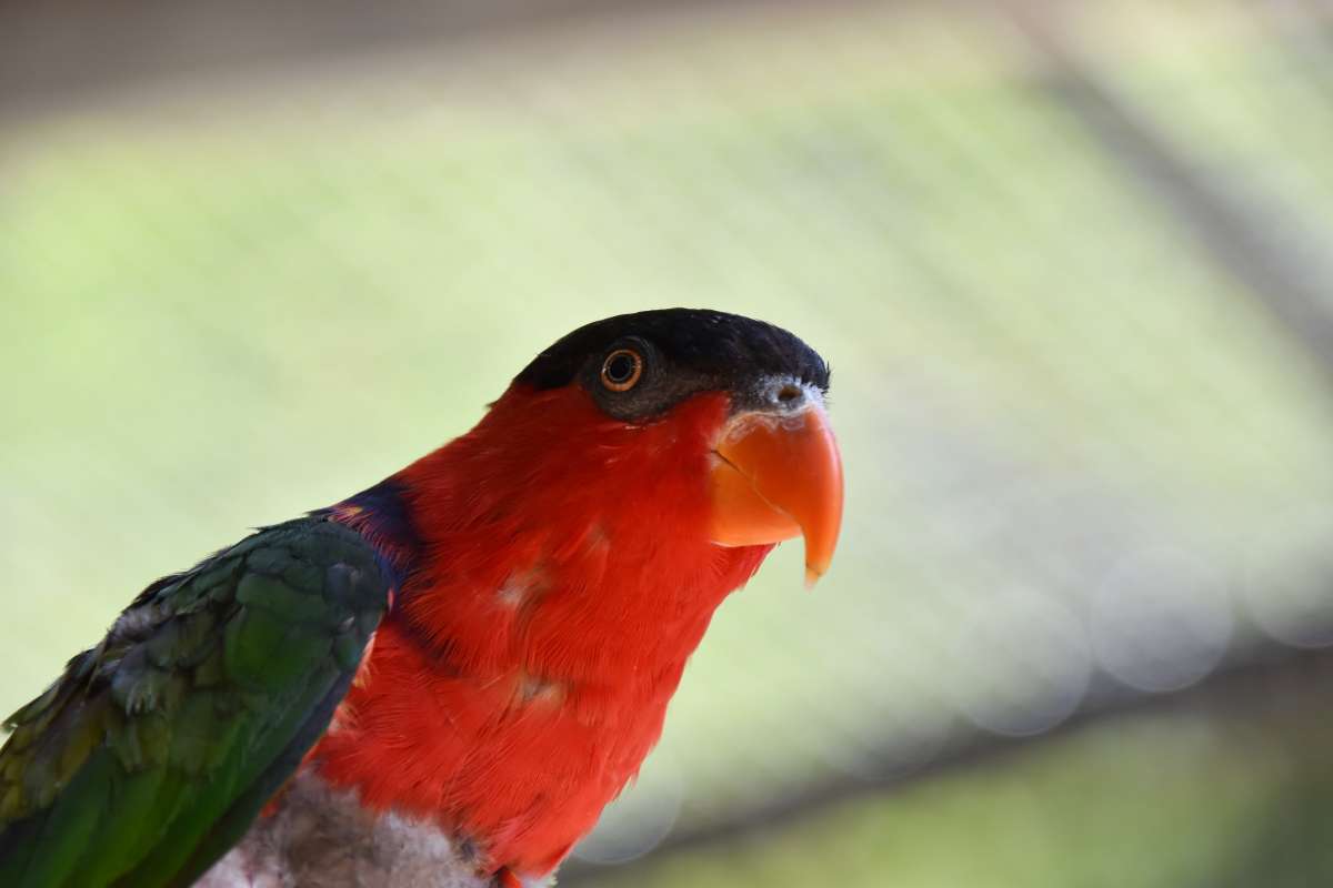 Black-capped lory