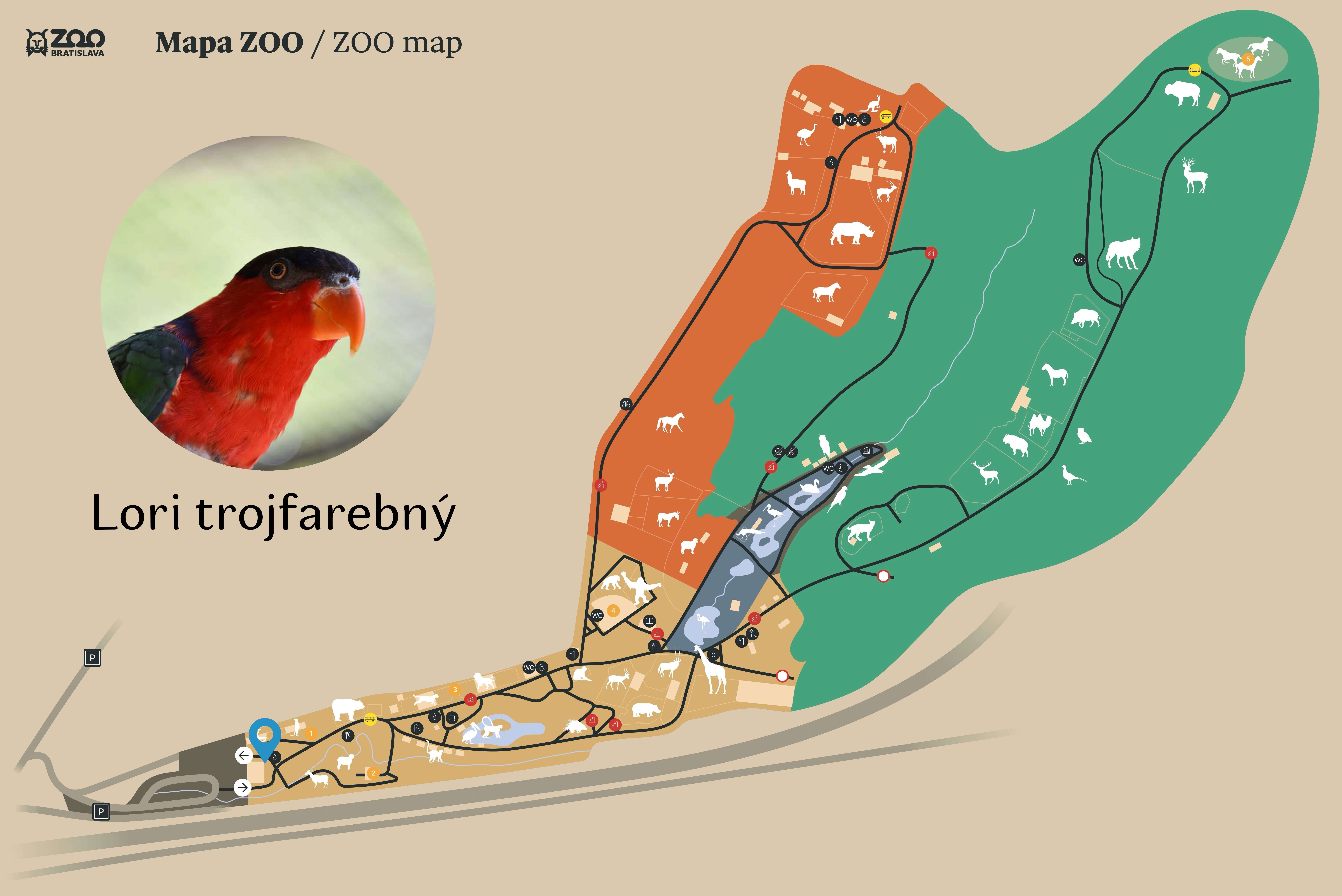 ZOO Black-capped lory Exhibition