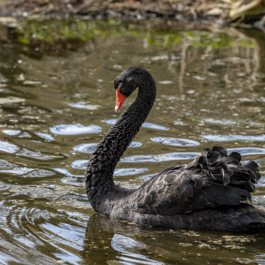 Black swan