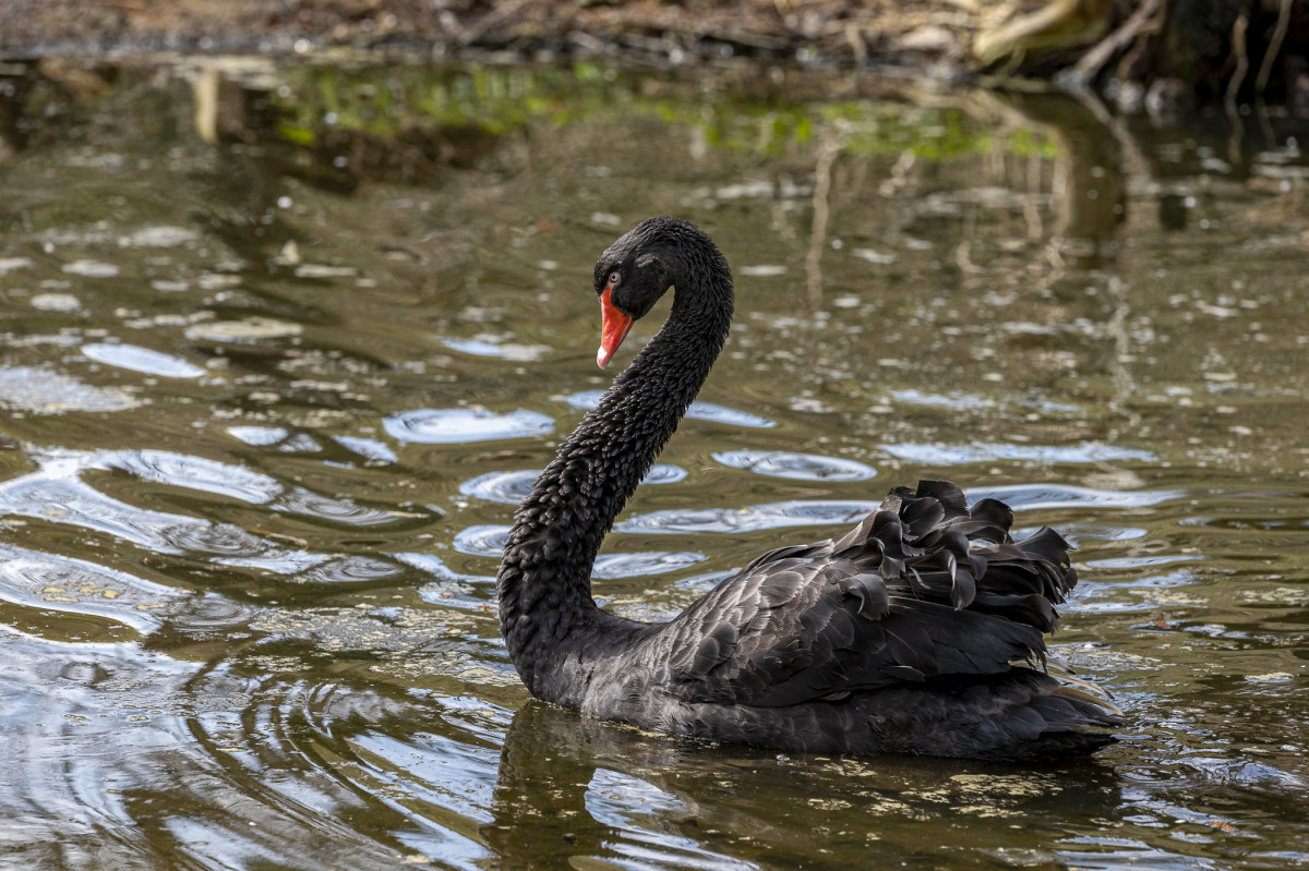 Black swan