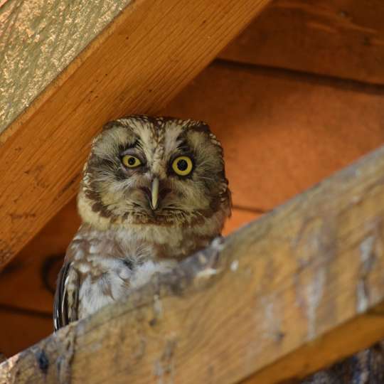 Boreal owl