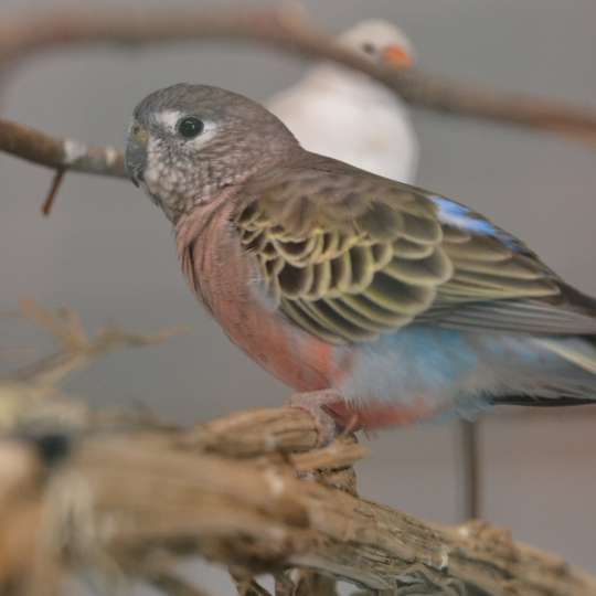 Bourke's parrot