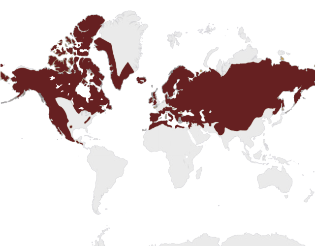Mapa výskytu Krkavec čierny