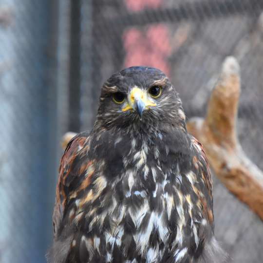 Harris's hawk