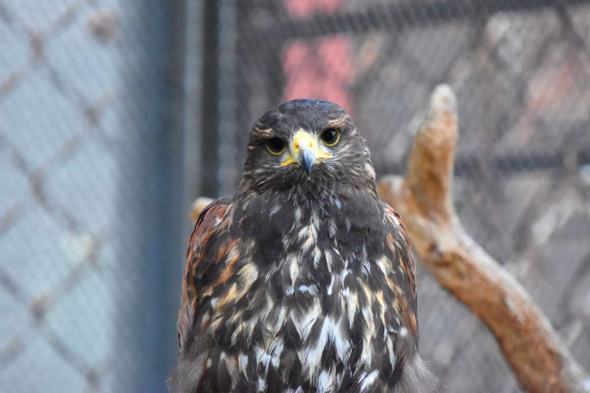 Harris's hawk