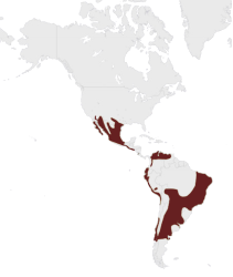 Location Harris's hawk