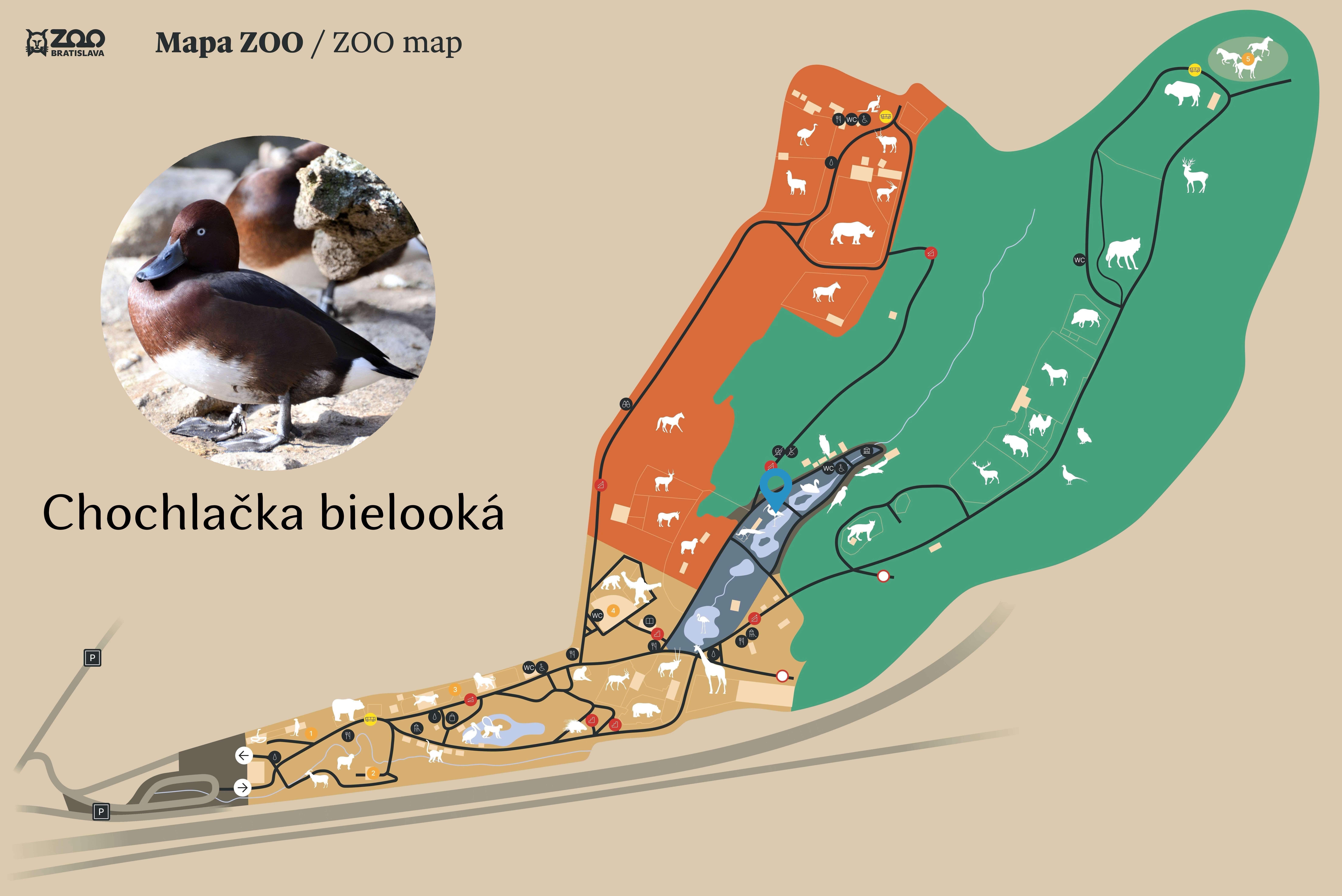 ZOO Ferruginous duck Exhibition