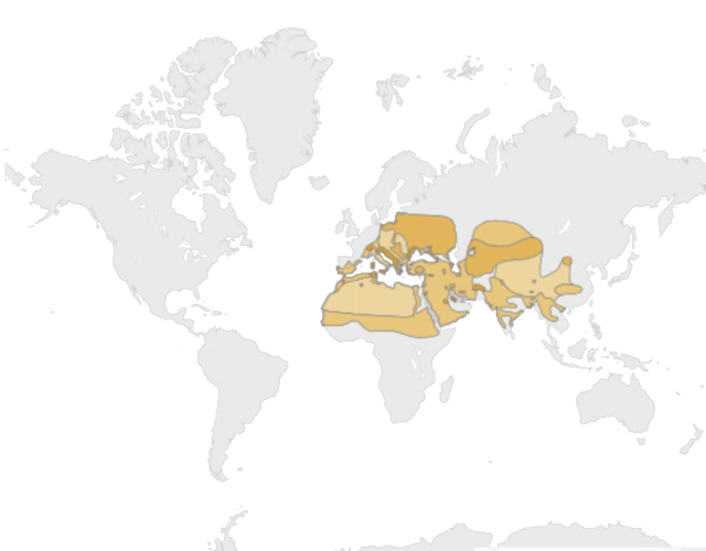 Location Ferruginous duck