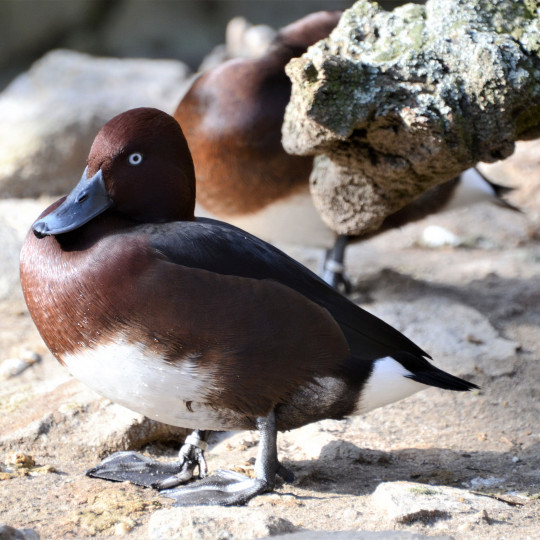 Ferruginous duck