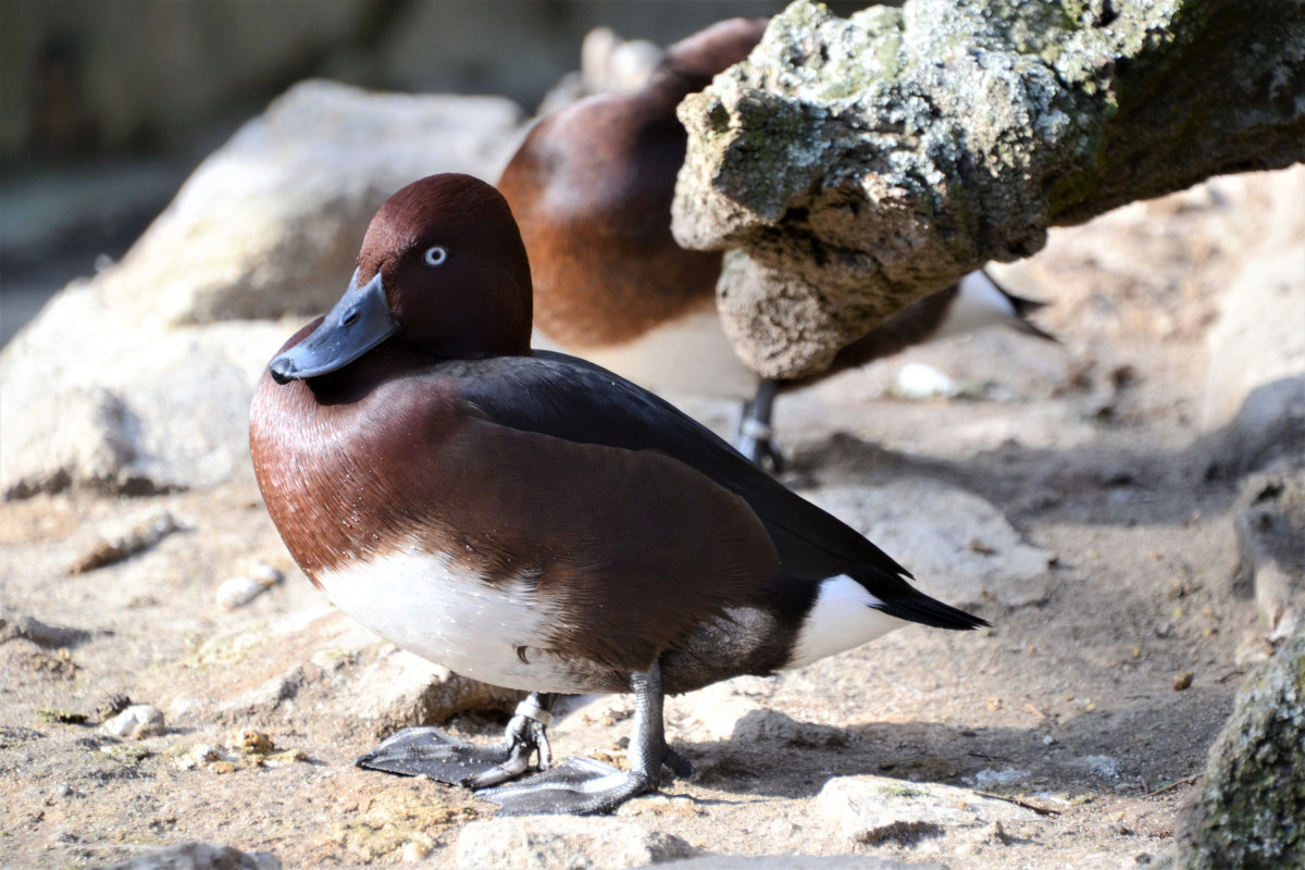 Ferruginous duck