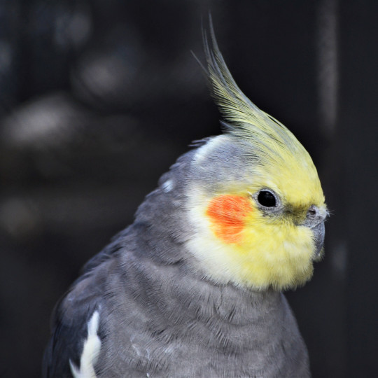 Cockatiel