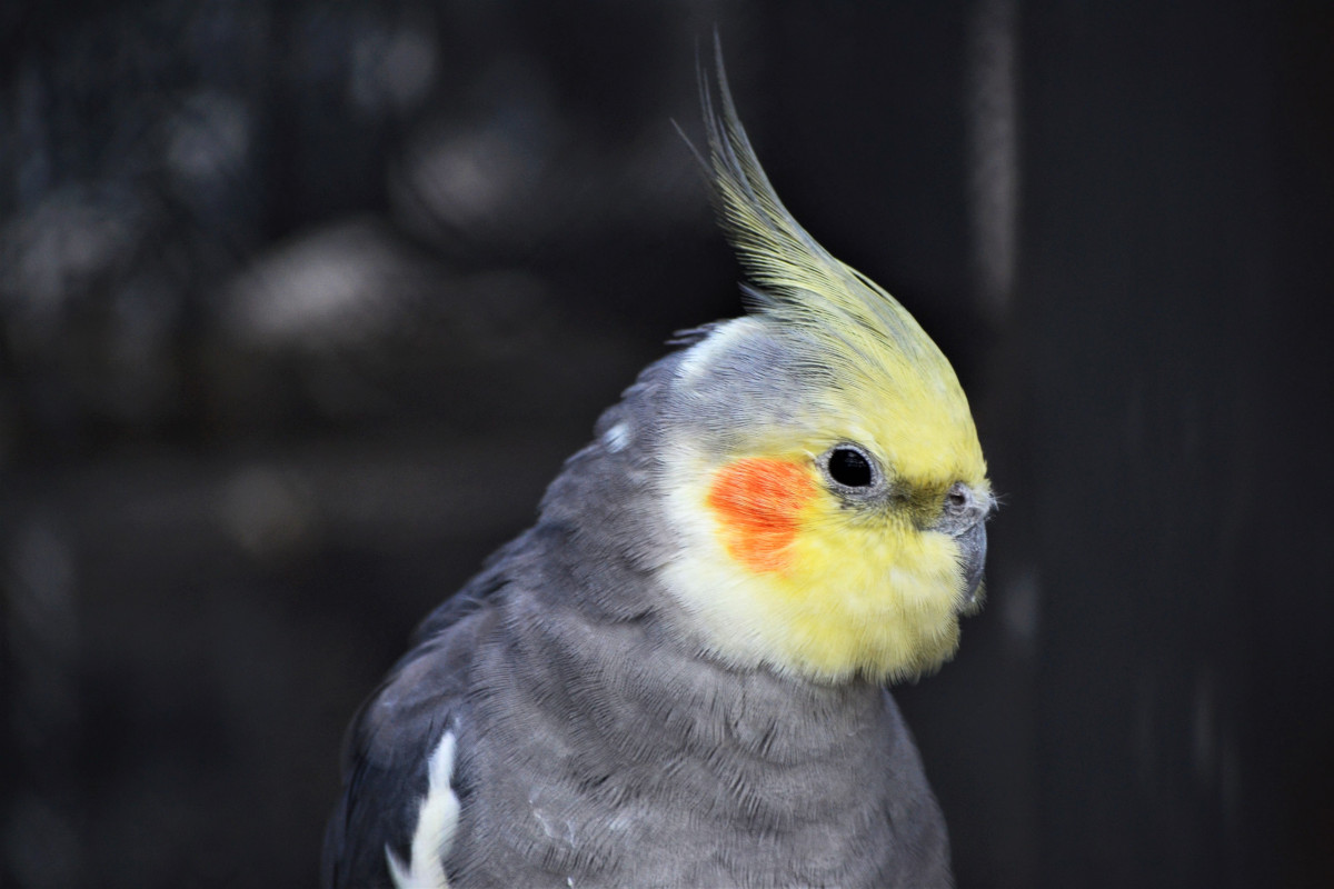 Cockatiel