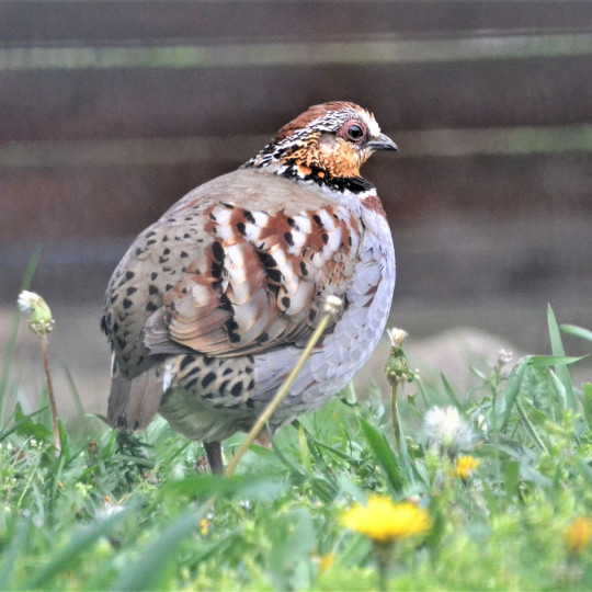 Collared hill partridge