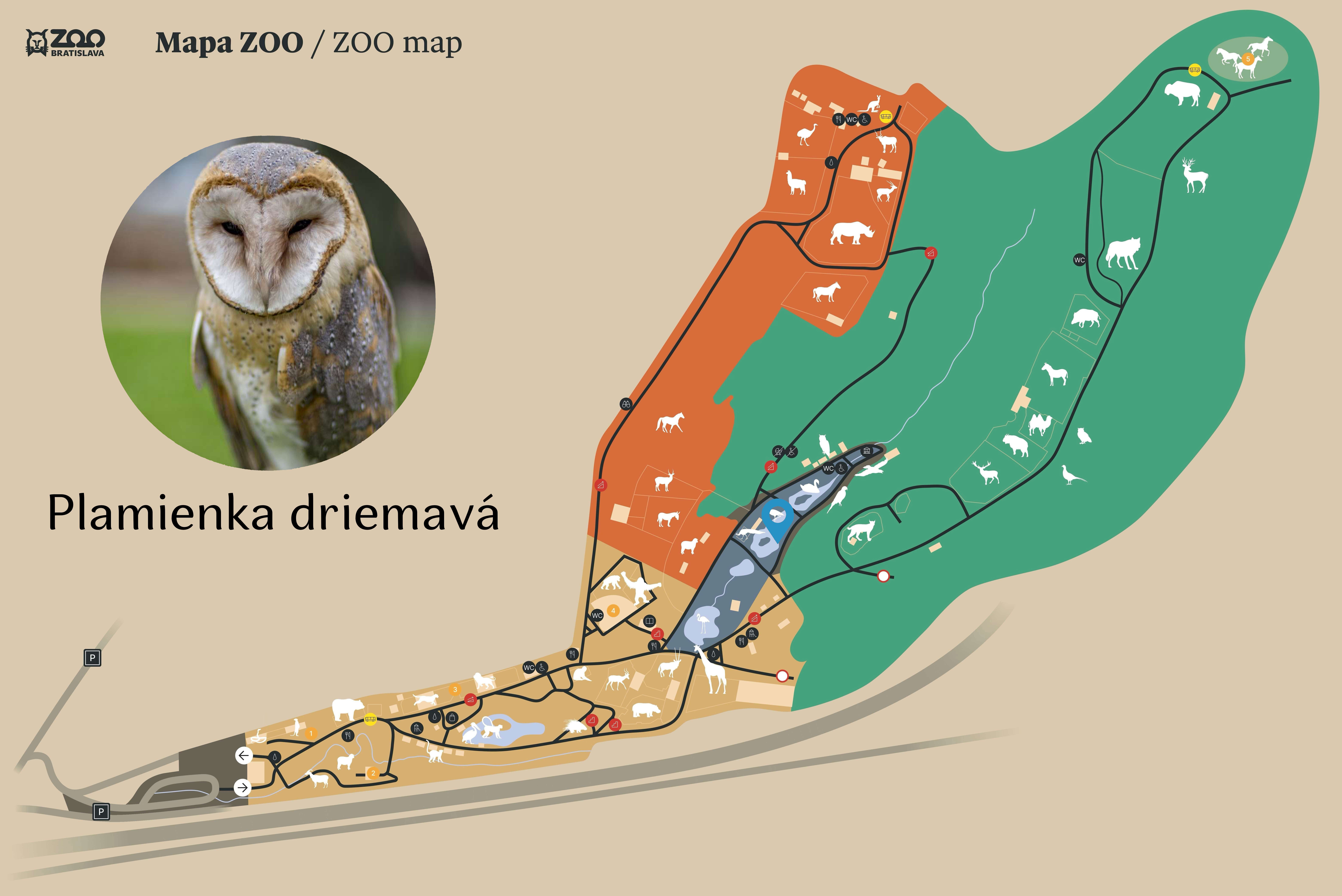 ZOO Common barn owl Exhibition