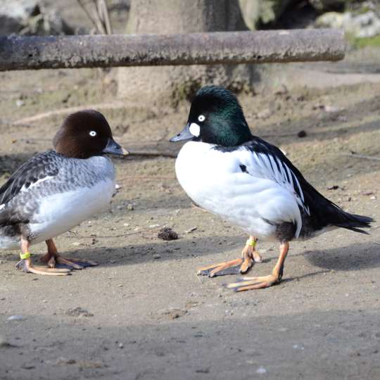 Common goldeneye