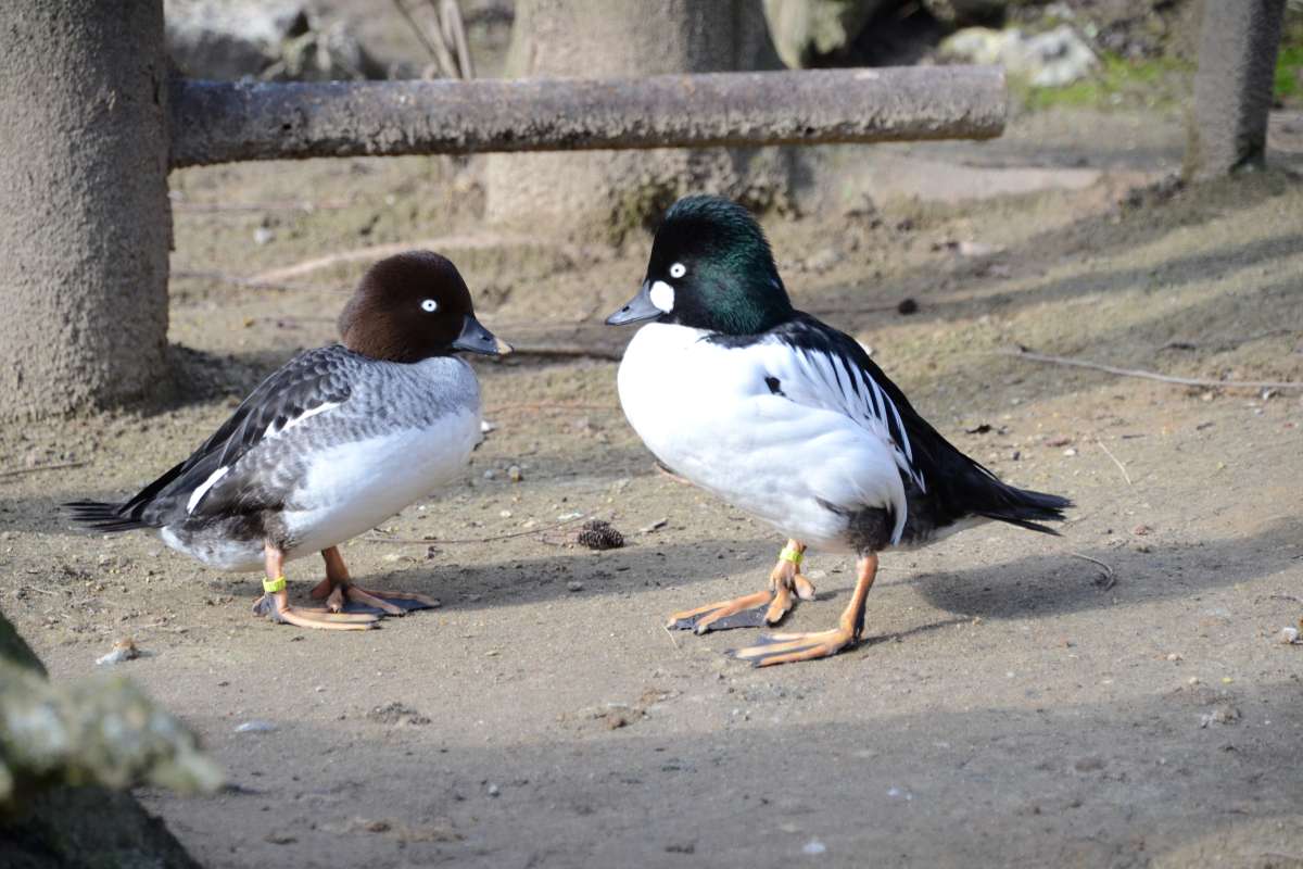 Common goldeneye