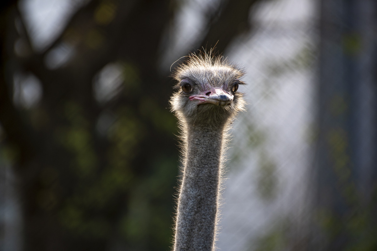 Common ostrich