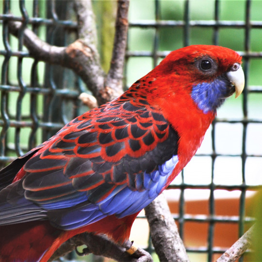 Crimson rosella