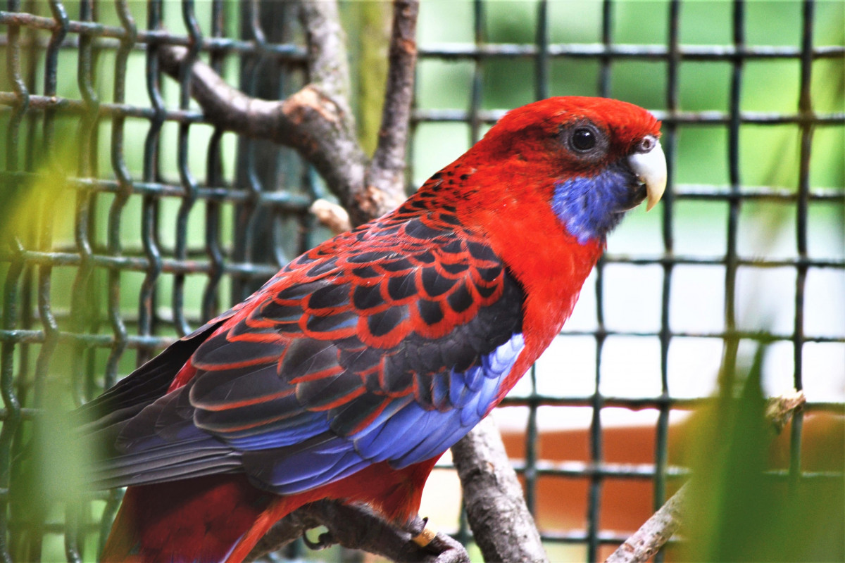 Crimson rosella