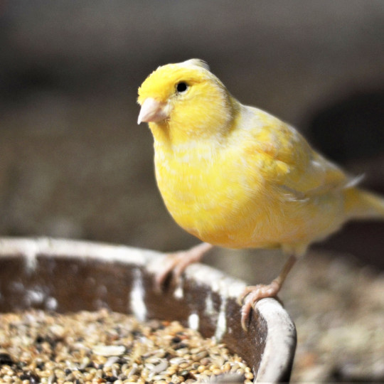 Domestic canary