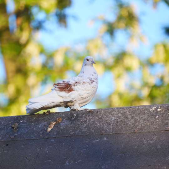 Domestic pigeon