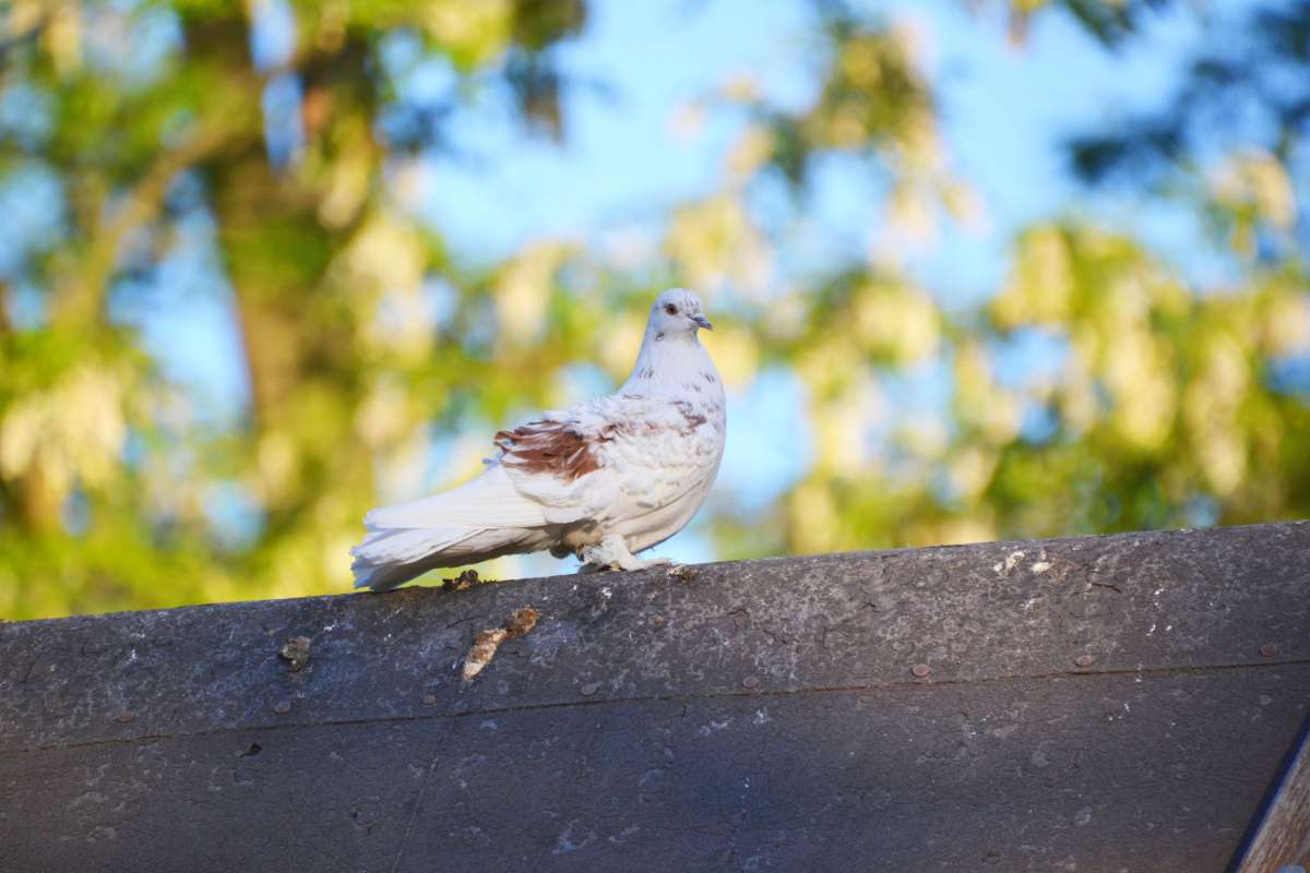 Domestic pigeon