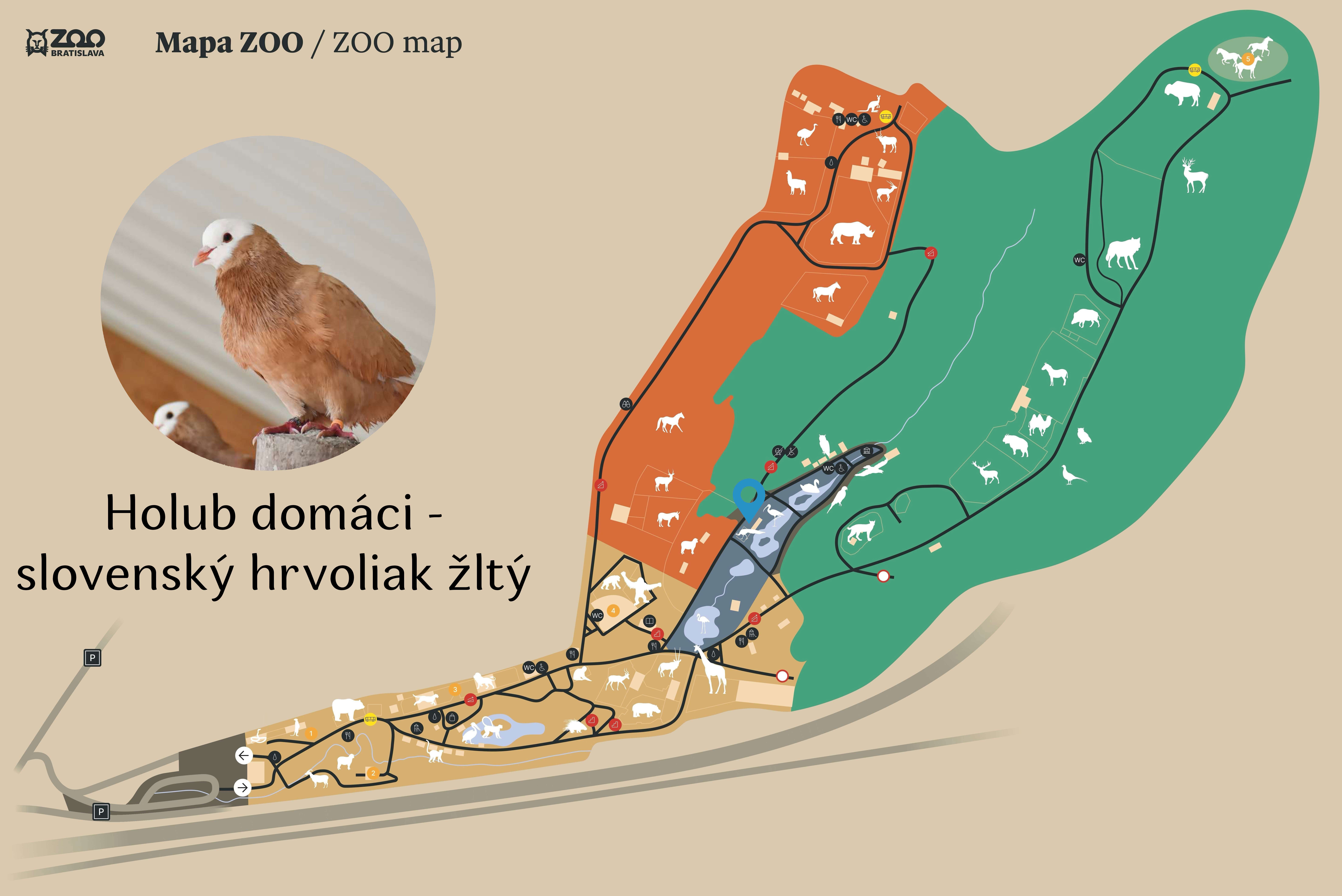 Poloha Holub domáci - slovenský hrvoliak žltý v ZOO