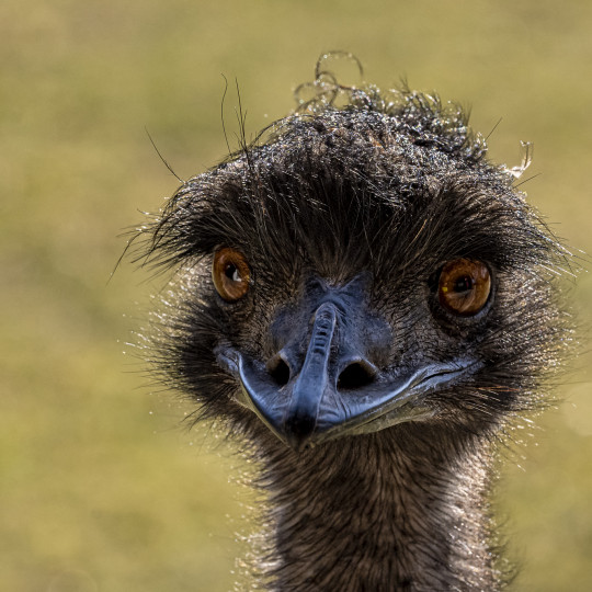 Emu