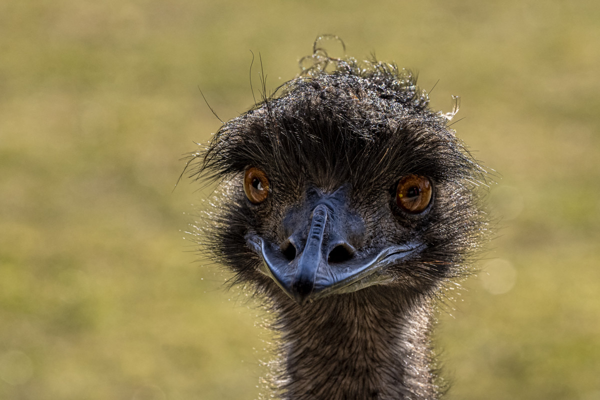 Emu