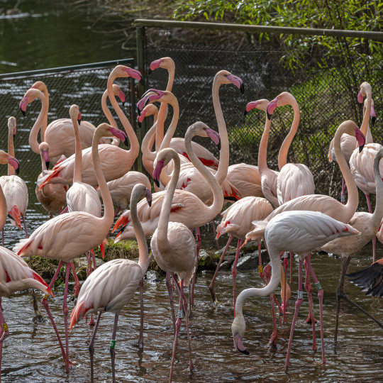 Greater flamingo