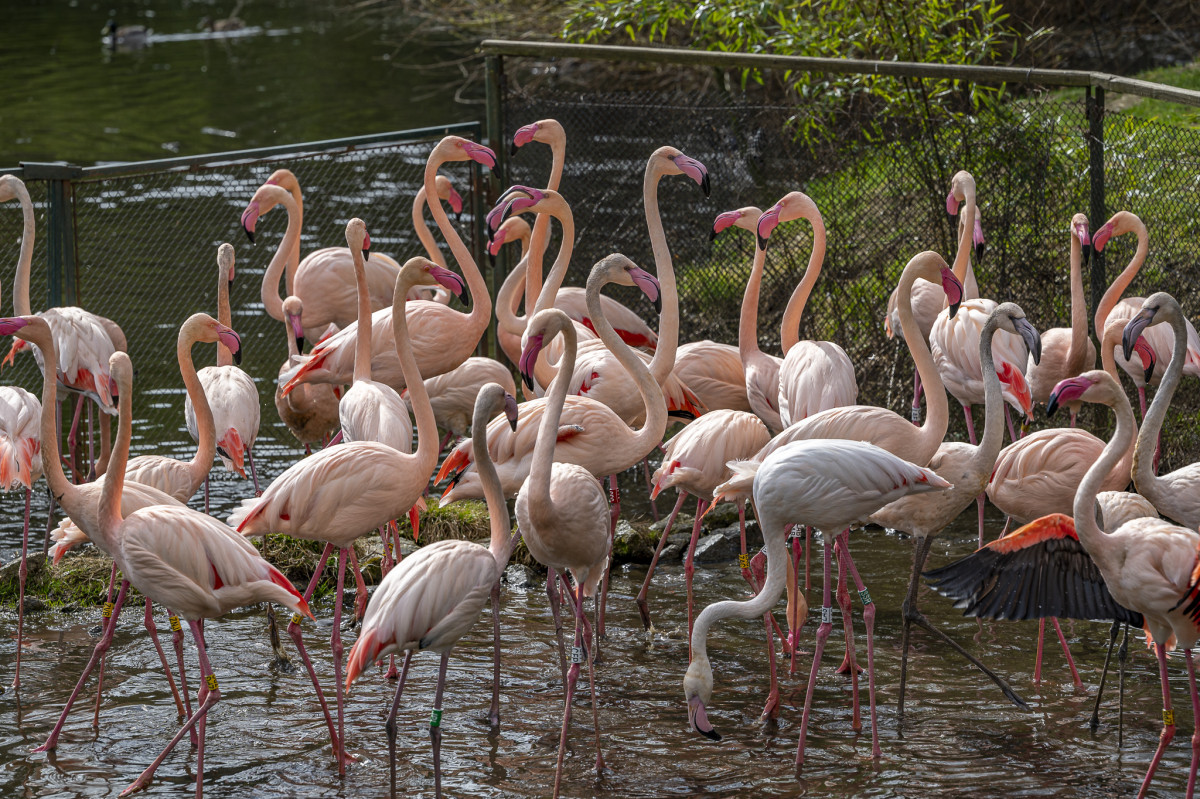 Greater flamingo