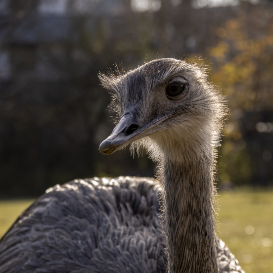 Greater rhea